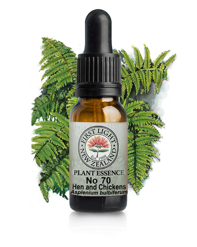 No 70 Hen and Chickens Fern flower essence, 10ml stock oral dropper bottle