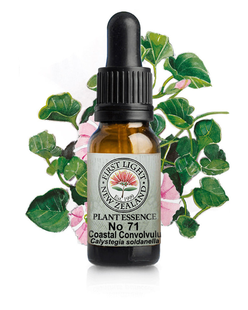 No 71 Coastal Convolvulus flower essence, 10ml stock oral dropper bottle