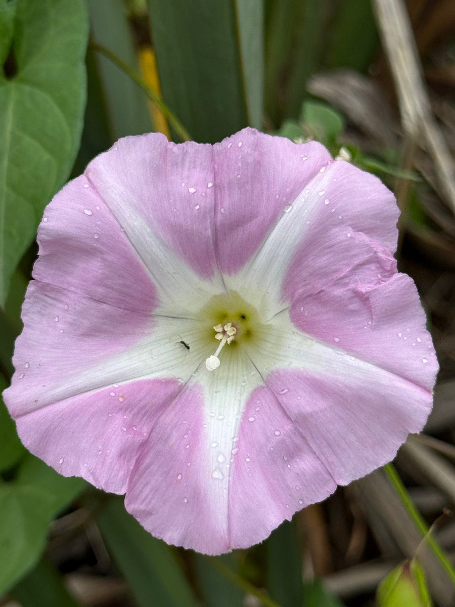 Coastal Convolvulus growing in the New Zealand bush