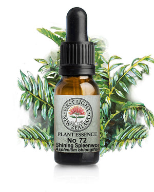 No 72 Shining Spleenwort