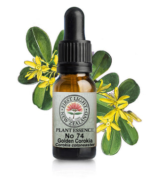 No 74 Golden Corokia