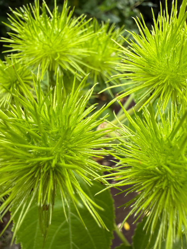Whau growing in the New Zealand bush