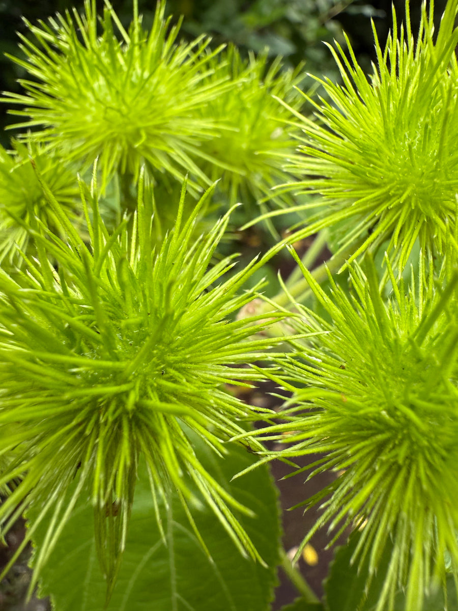 Whau growing in the New Zealand bush