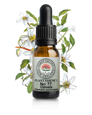 No 77 Clematis