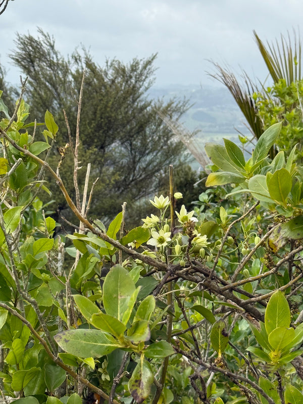 Clematis growing in the New Zealand bush