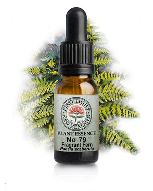 No 79 Fragrant Fern