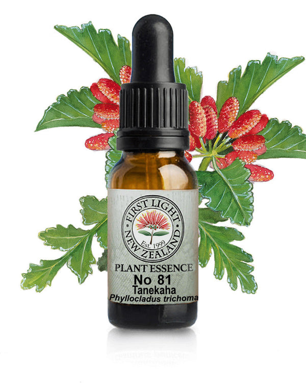 No 81 Tanekaha flower essence, 10ml stock oral dropper bottle