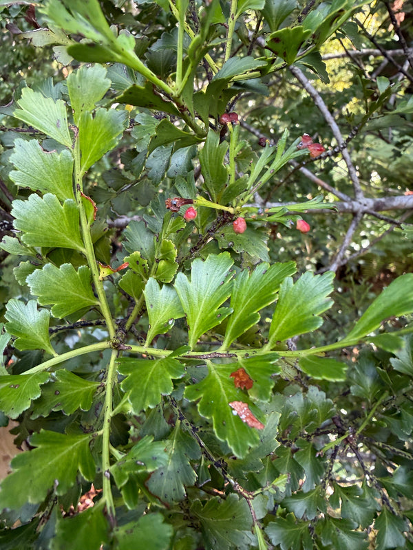 Tanekaha growing in the New Zealand bush