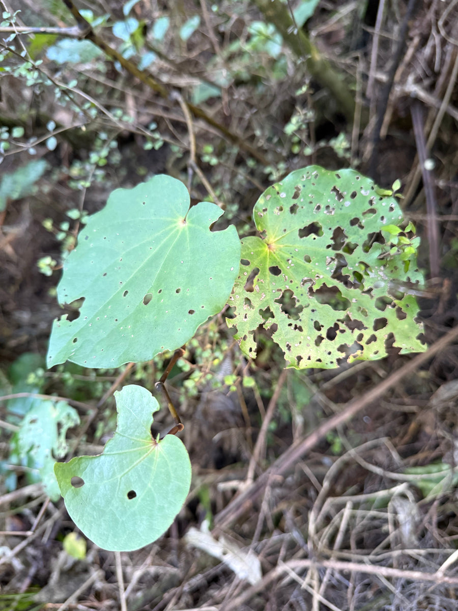 Kawakawa growing in the New Zealand bush