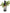 No 85 Black Mamaku flower essence, 10ml stock oral dropper bottle