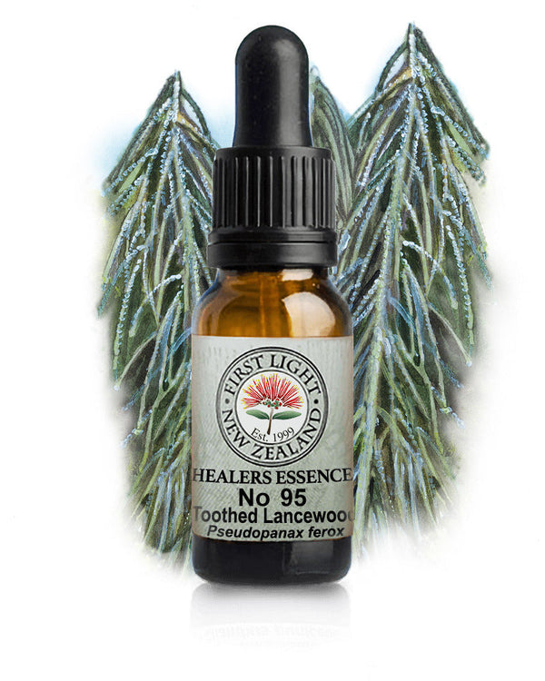 No 95 Toothed Lancewood flower essence, 10ml stock oral dropper bottle