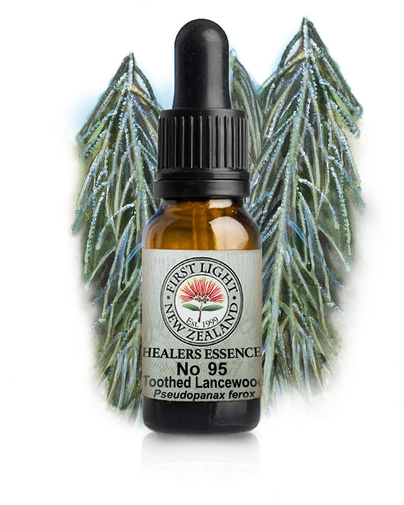 No 95 Toothed Lancewood flower essence, 10ml stock oral dropper bottle