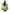 No 98 Native Daphne flower essence, 10ml stock oral dropper bottle