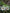 Tree of Life Orchid (Winika cunninghamii), flowers, a New Zealand native plant