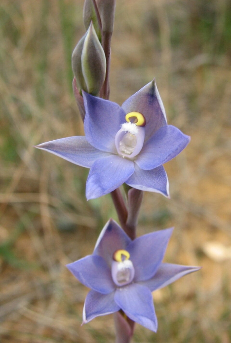 Sun Orchid (Thelymitra pauciflora), flowers, a New Zealand native plant