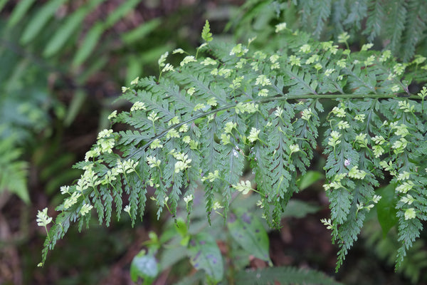 Hen and Chickens Fern (Asplenium bulbiferum), a New Zealand native plant