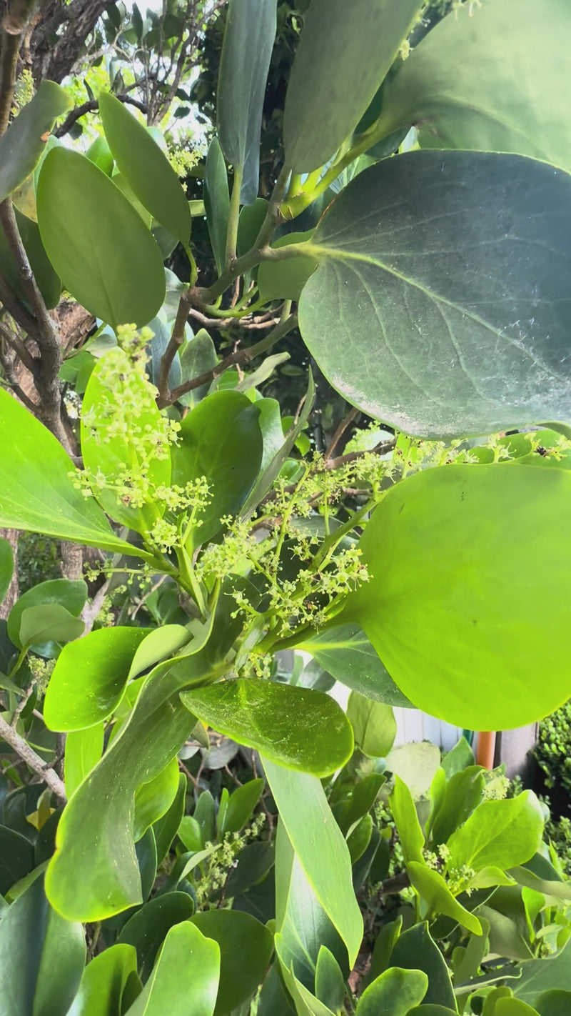 Broadleaf growing in the New Zealand bush