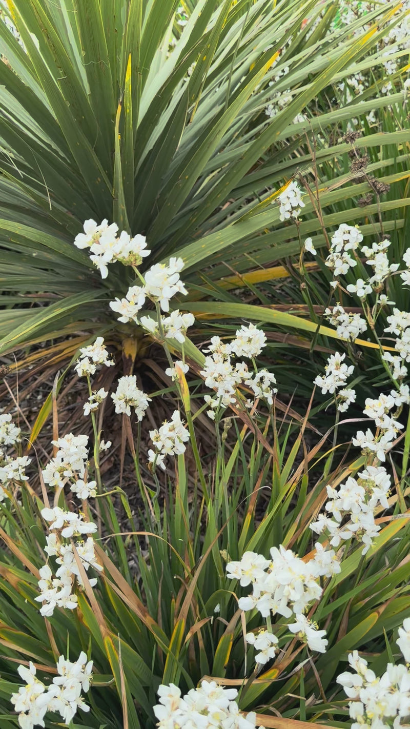 Native Iris growing in the New Zealand bush