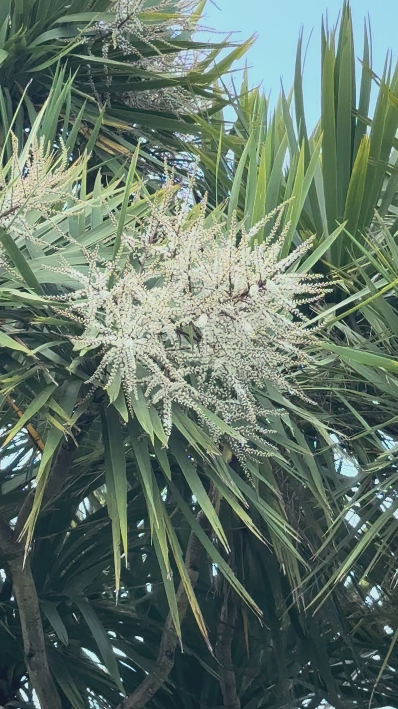 Cabbage Tree growing in the New Zealand bush