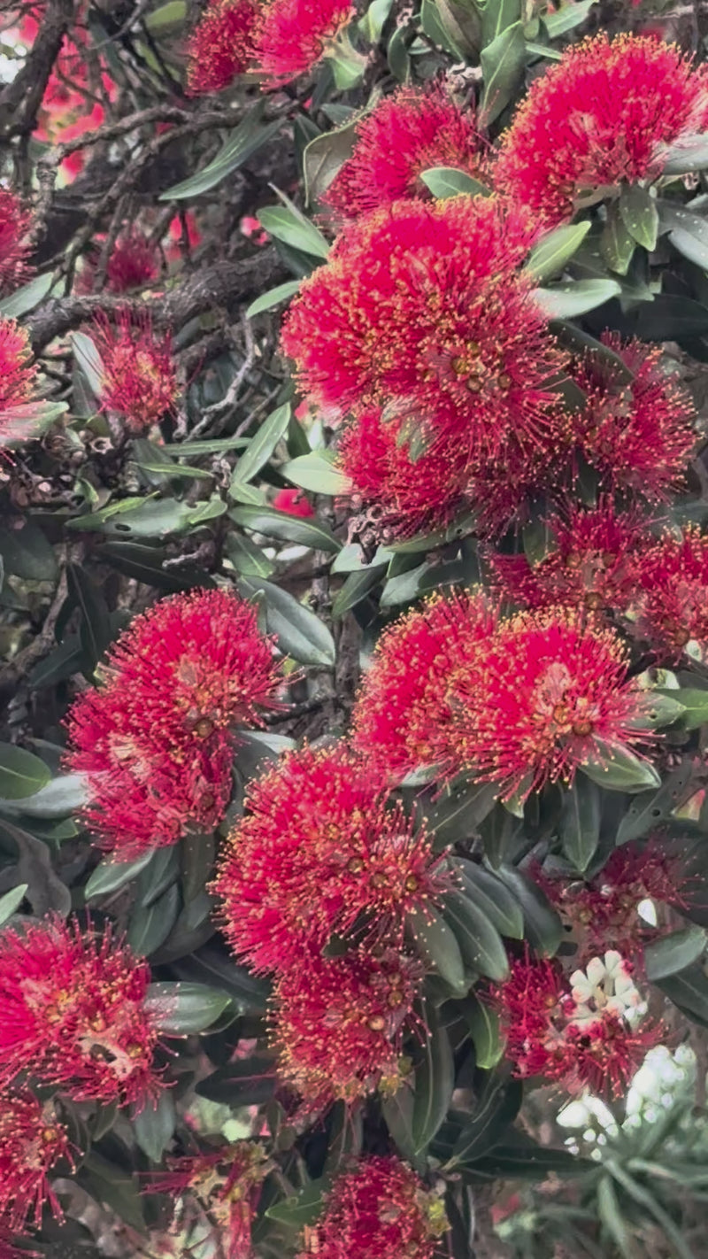 Pohutukawa growing in the New Zealand bush
