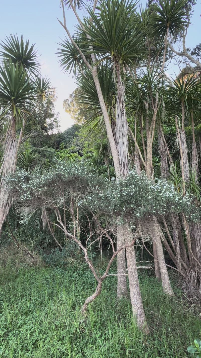 Manuka growing in the New Zealand bush