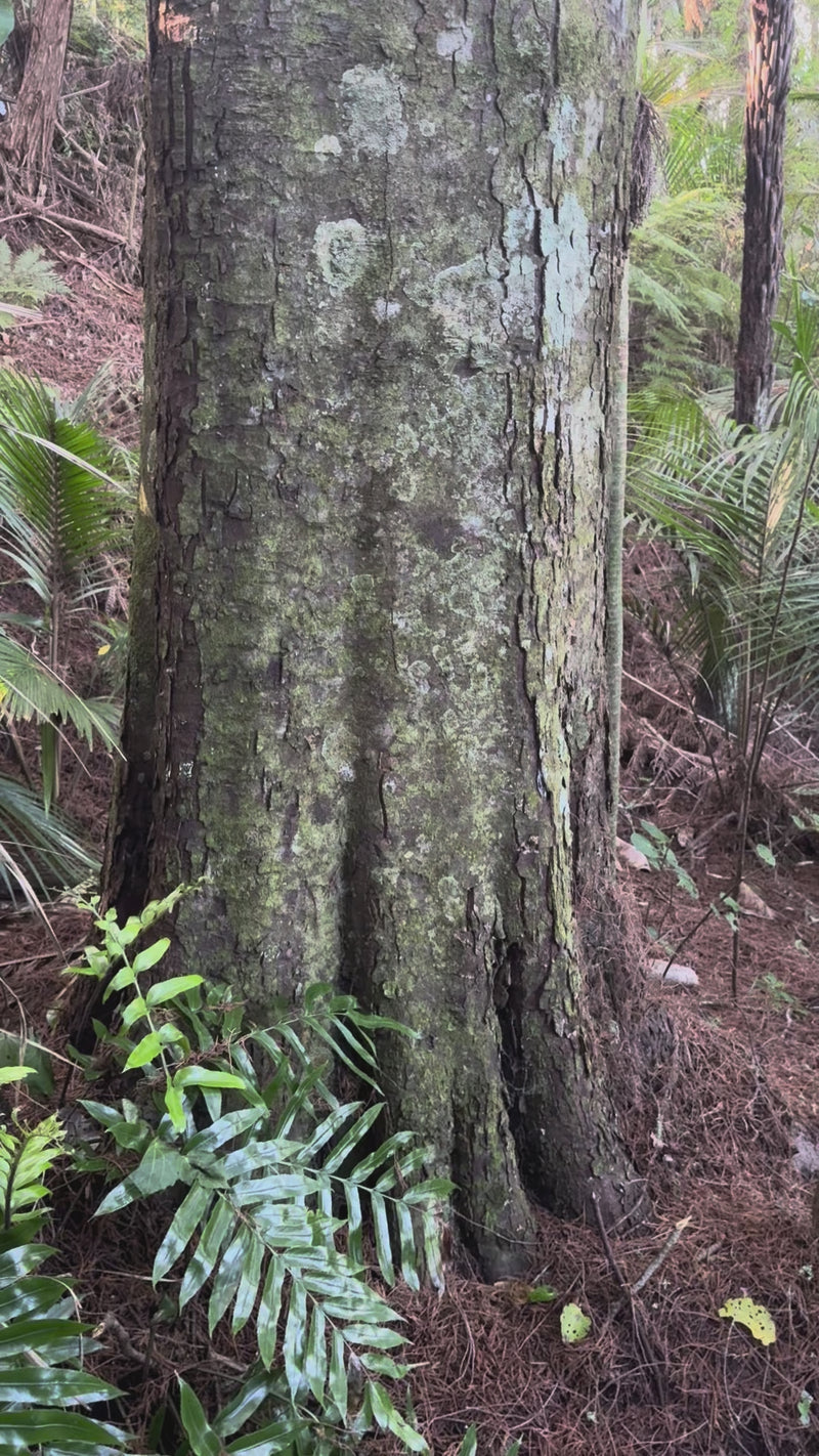 Kahikatea growing in the New Zealand bush