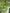 Matai growing in the New Zealand bush