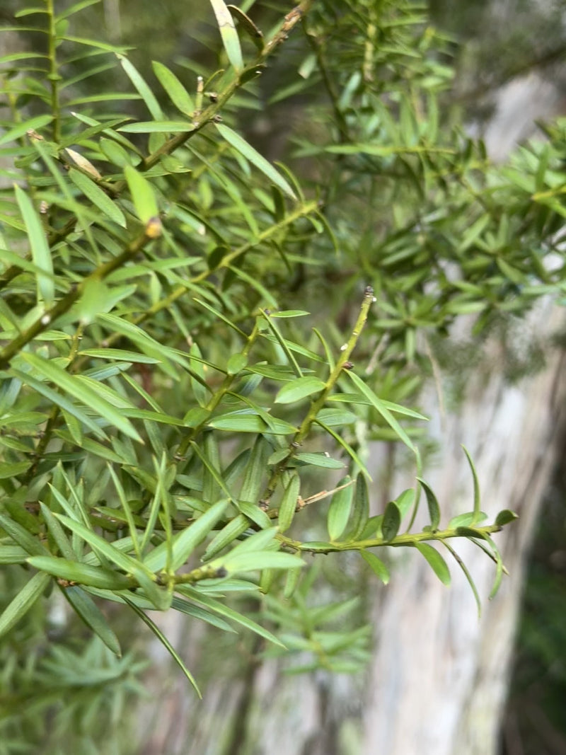 Matai growing in the New Zealand bush