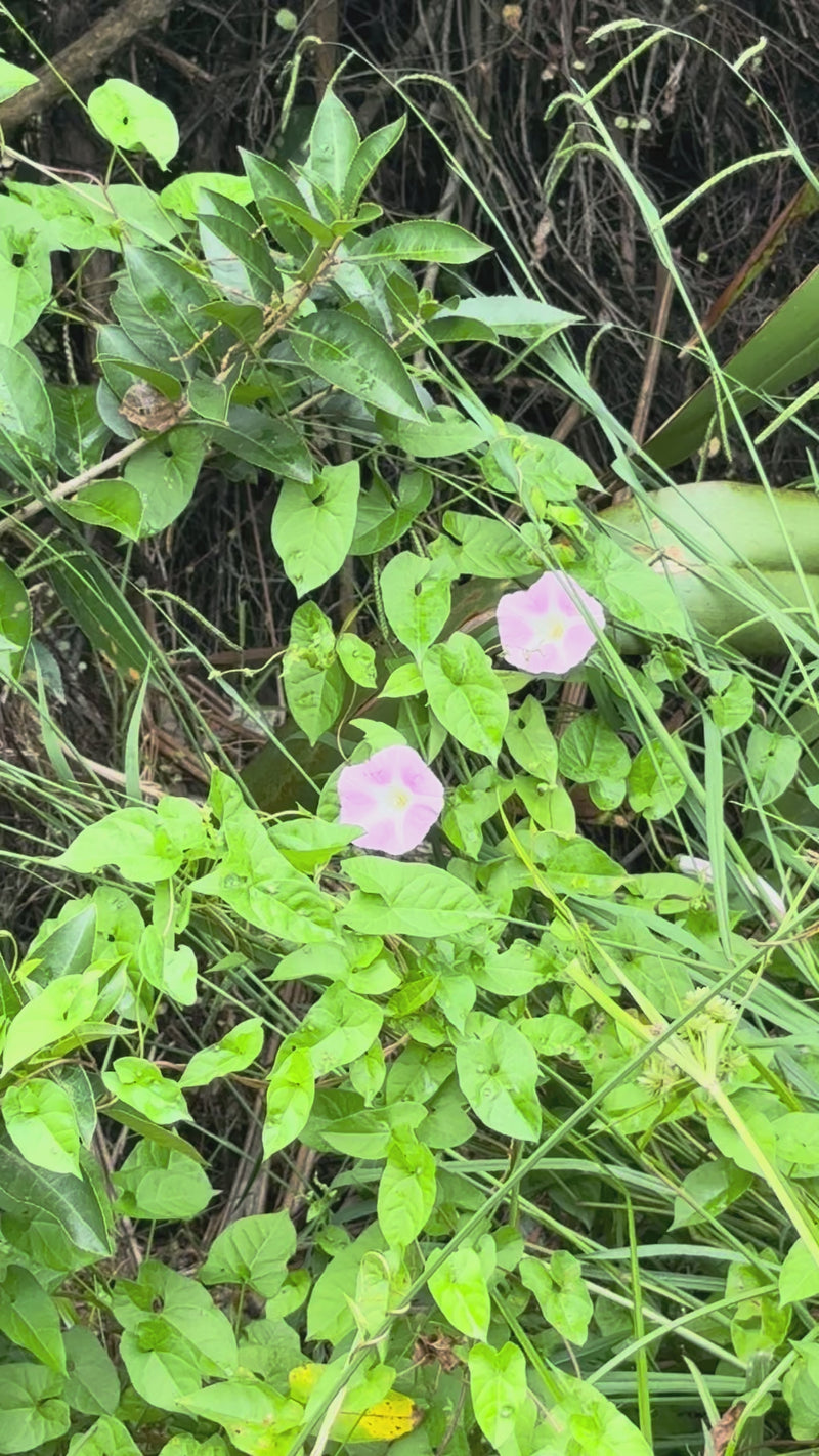 Coastal Convolvulus growing in the New Zealand bush