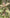 Red Matipo (Myrsine australis) growing in New Zealand, video