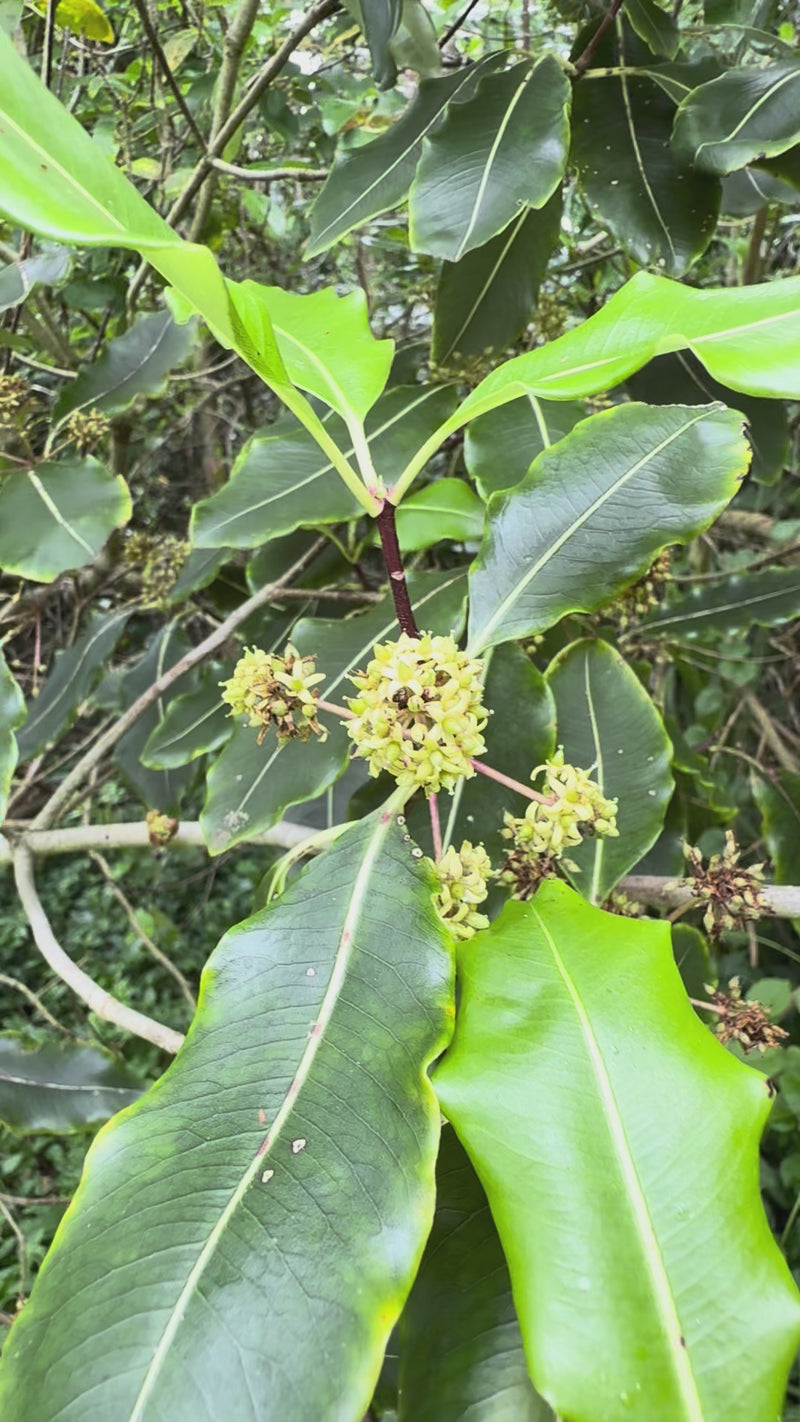 Tarata growing in the New Zealand bush