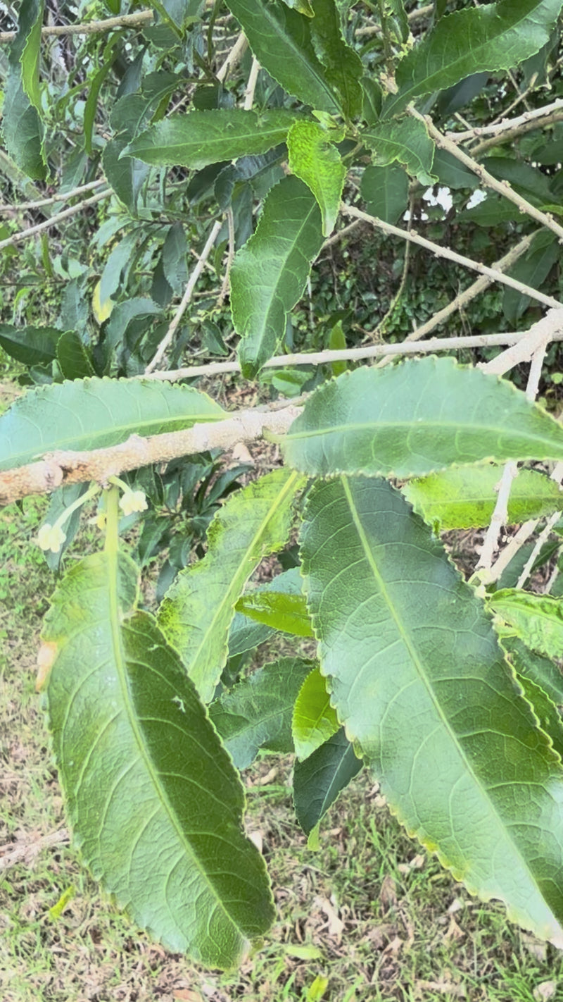 Mahoe growing in the New Zealand bush