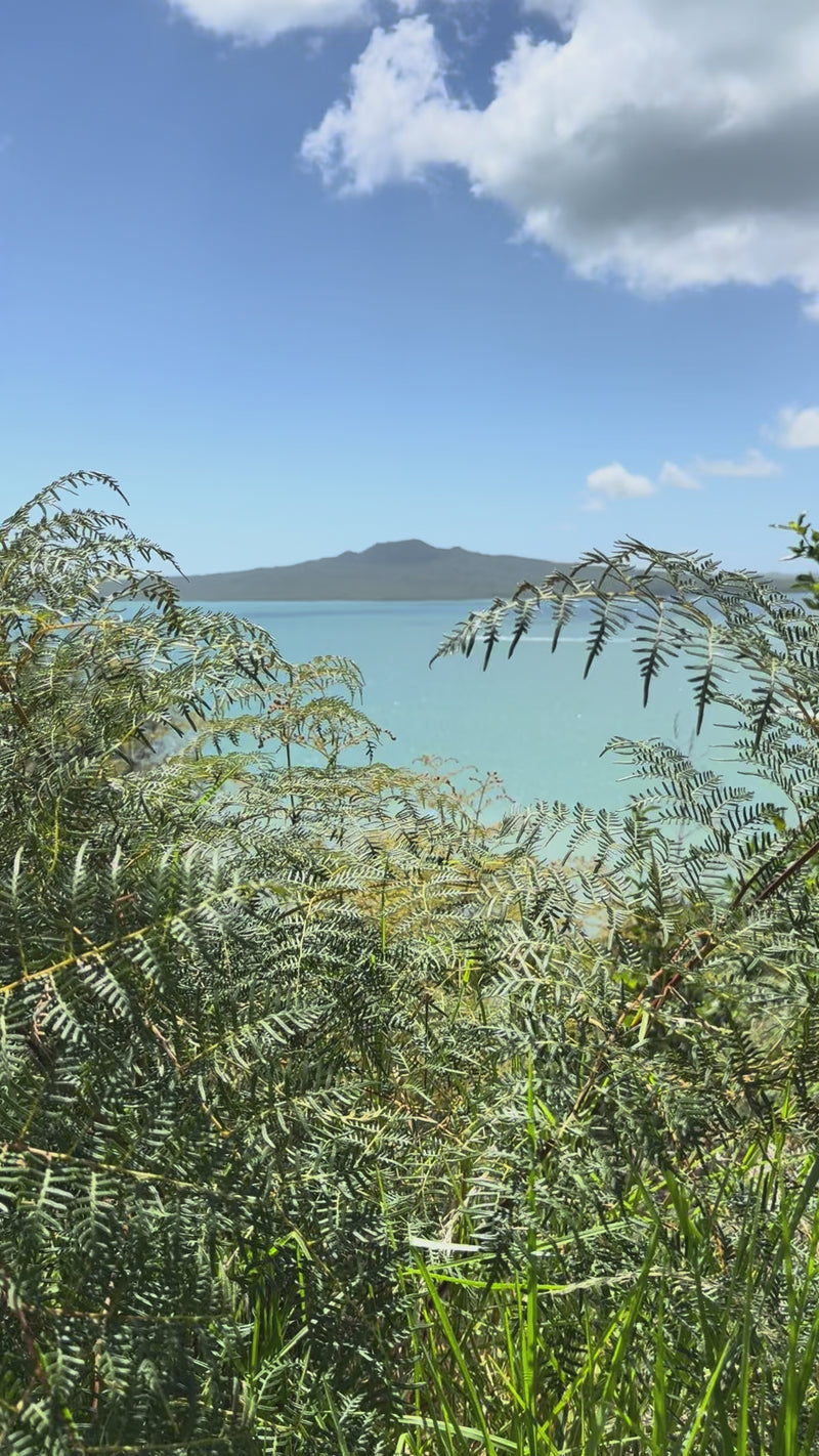 Bracken Fern growing in the New Zealand bush