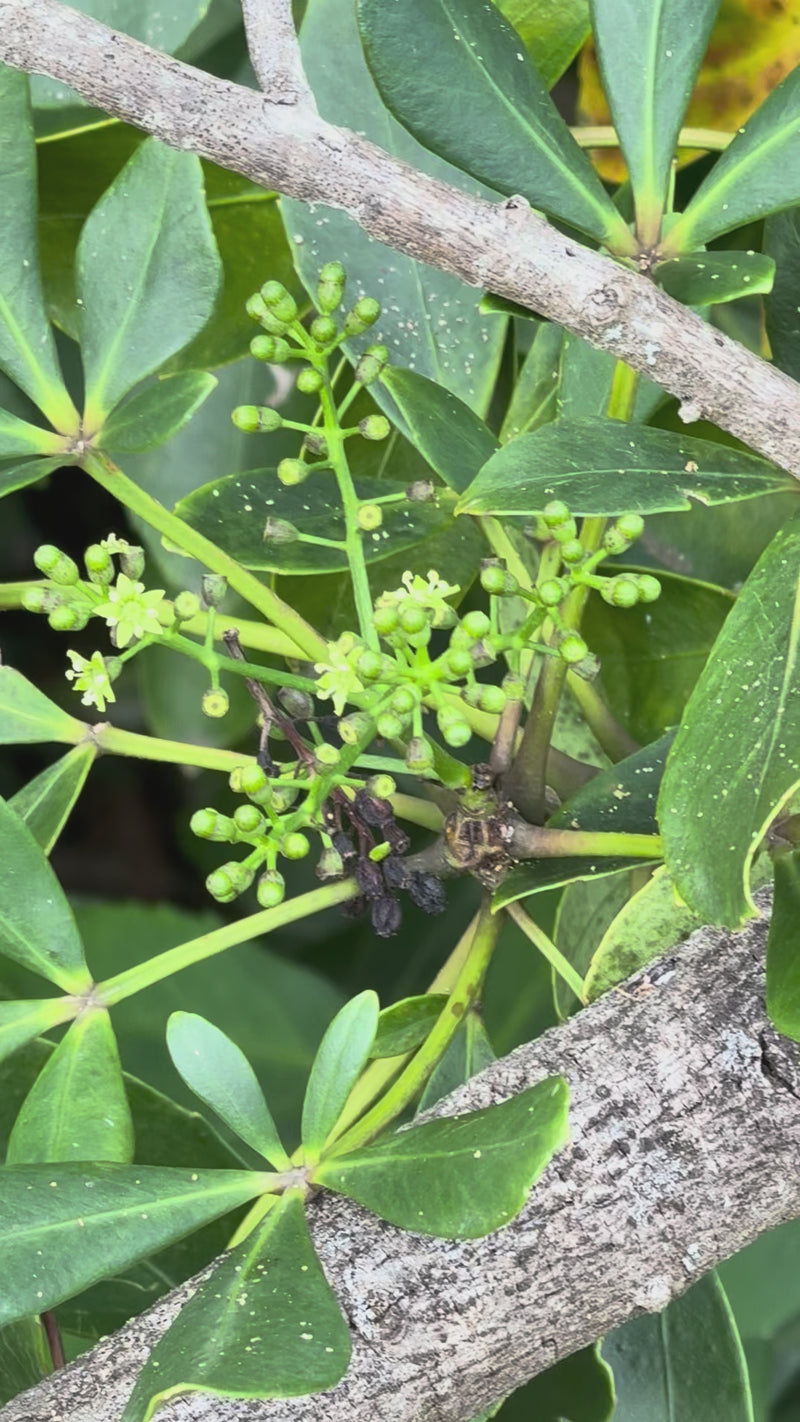 Houpara growing in the New Zealand bush