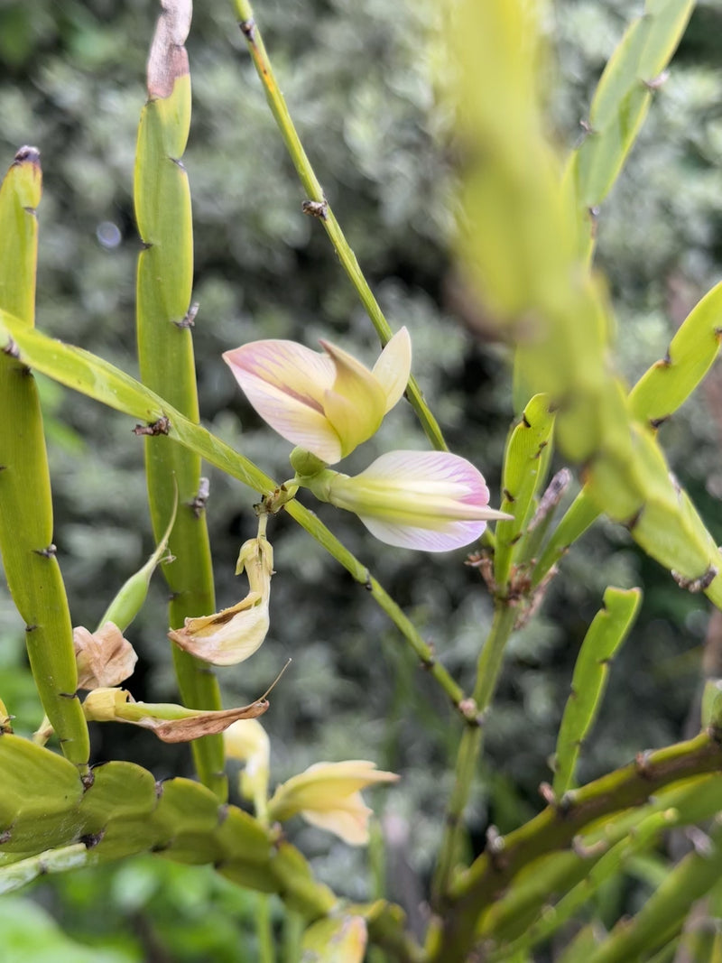 Giant Flowered Broom growing in the New Zealand bush