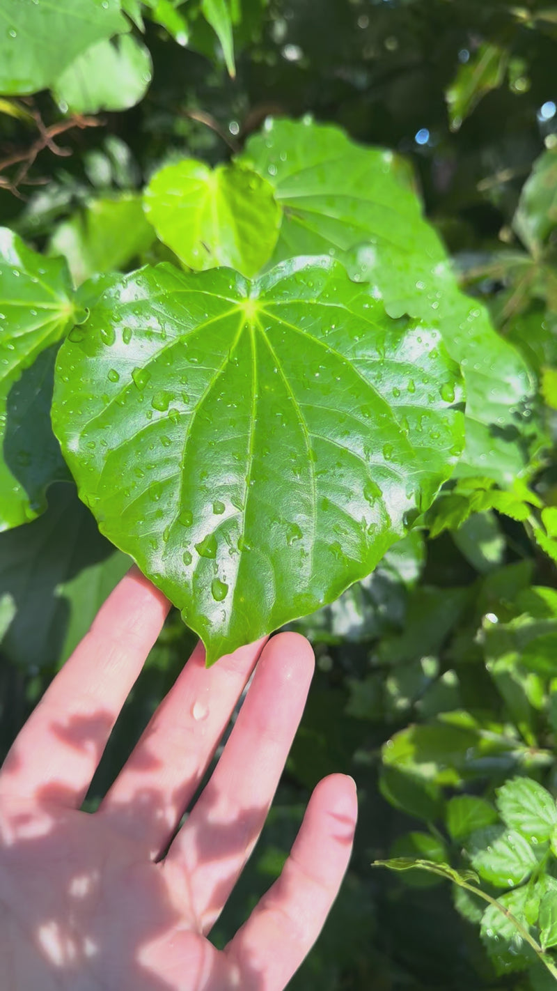 Kawakawa growing in the New Zealand bush