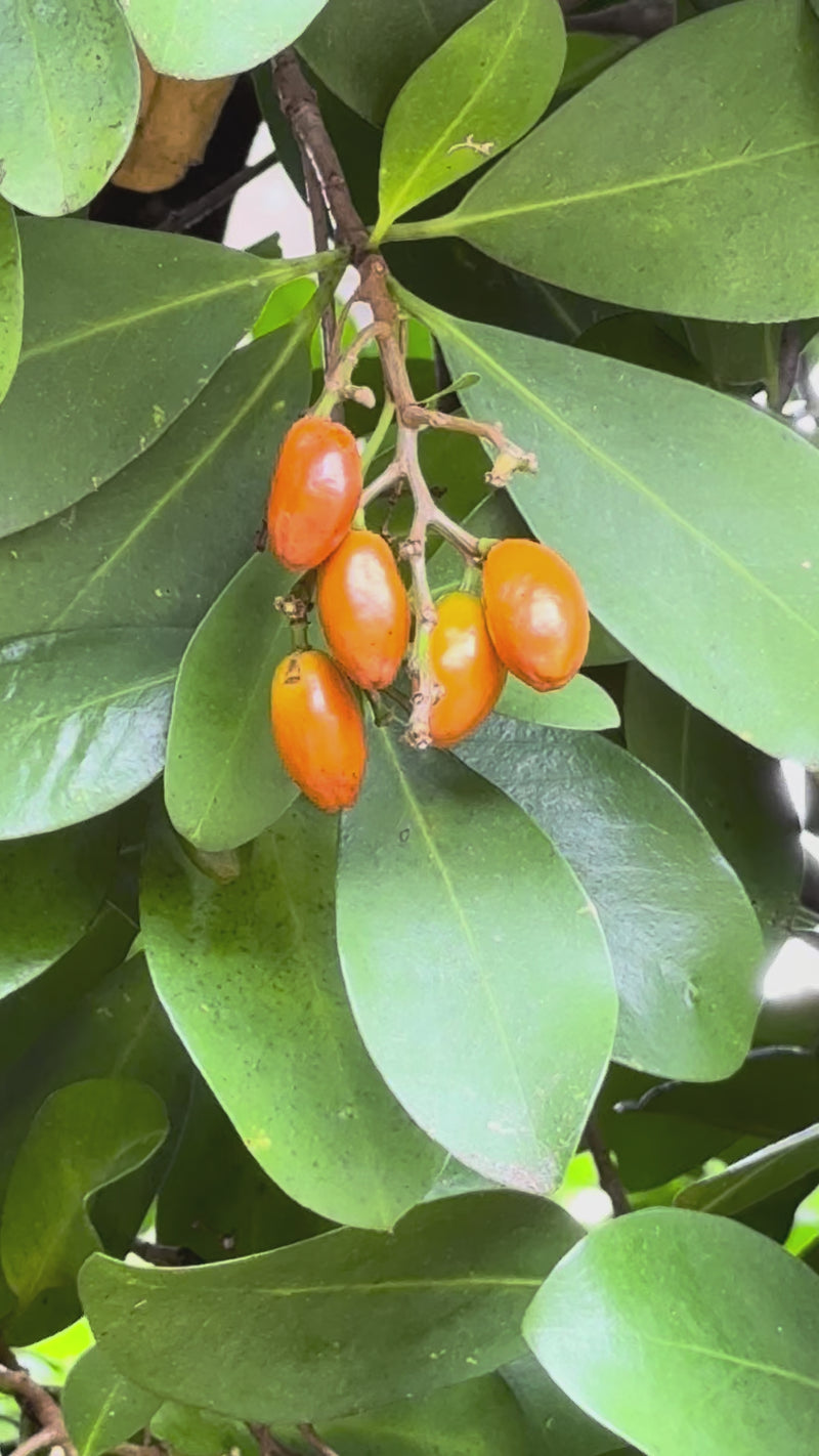 Karaka growing in the New Zealand bush