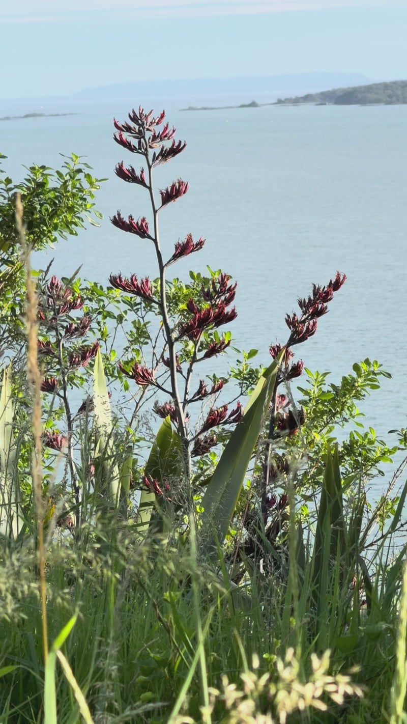 Native Flax growing in the New Zealand bush