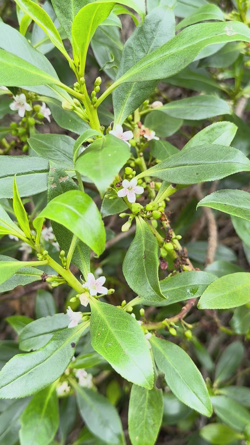 Ngaio growing in the New Zealand bush
