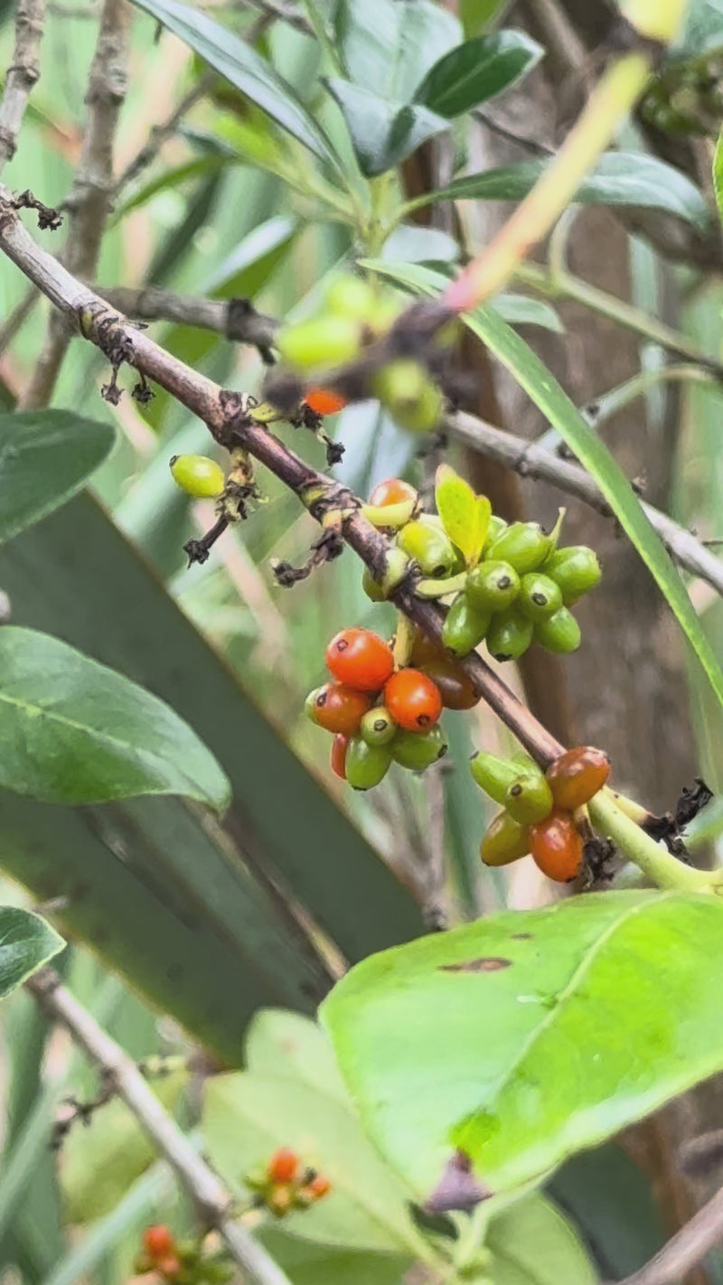 Karamu growing in the New Zealand bush