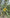 Kowhai growing in the New Zealand bush