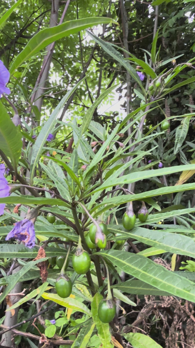 Poroporo growing in the New Zealand bush