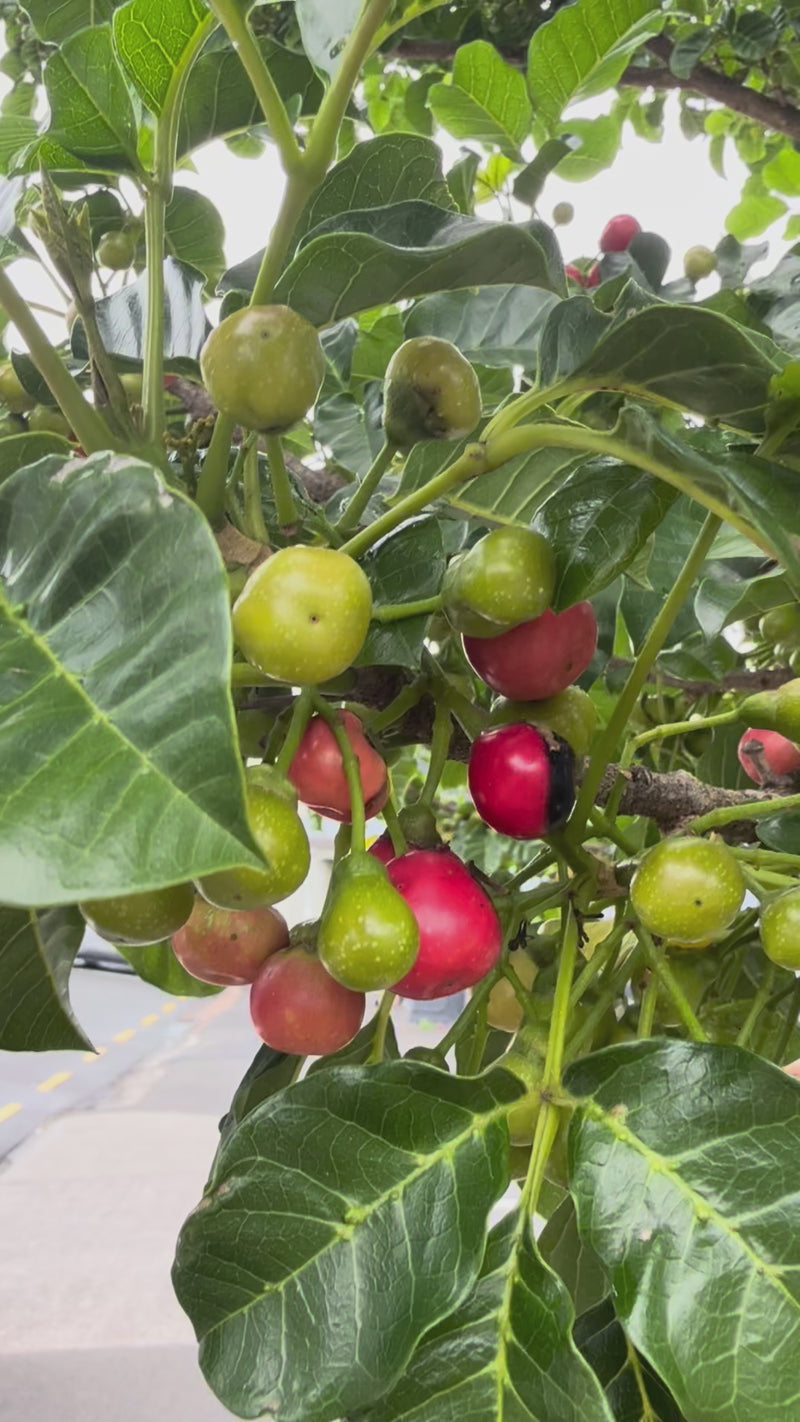 Puriri growing in the New Zealand bush