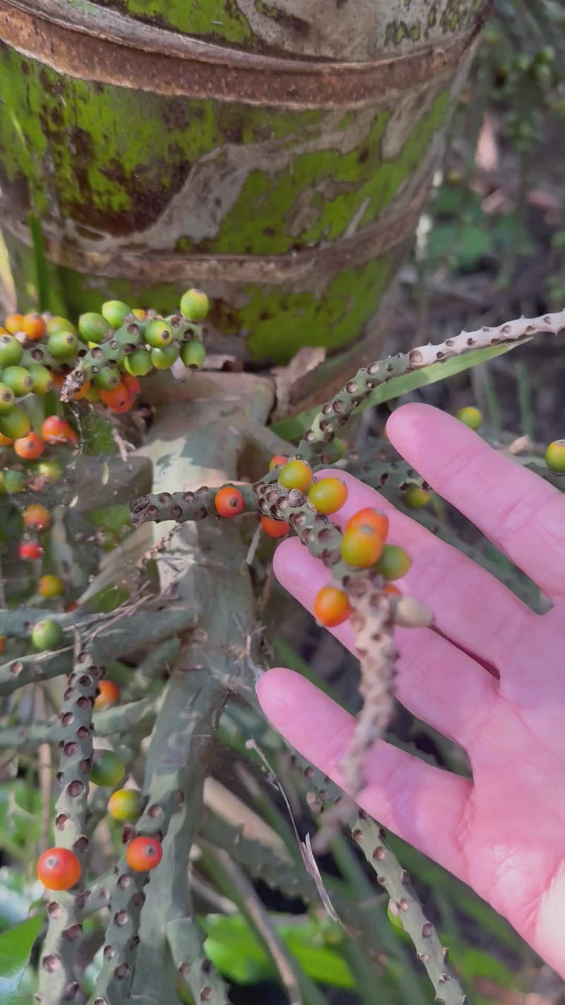 Nikau Palm growing in the New Zealand bush