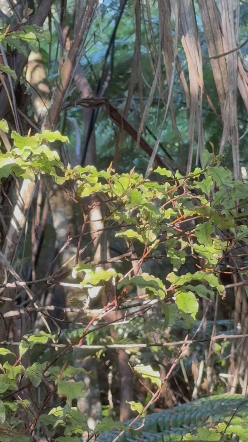 Red Matipo growing in the New Zealand bush