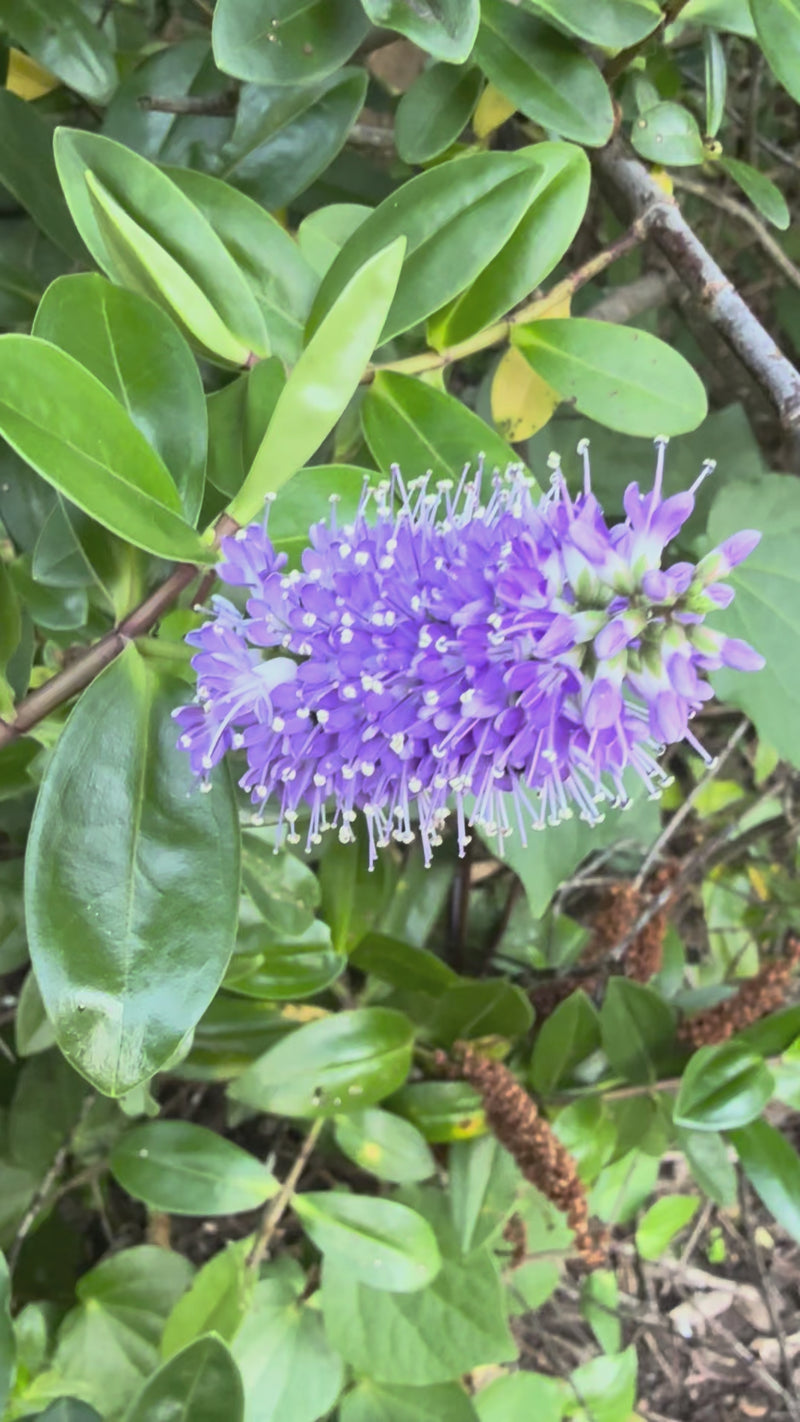 Purple Koromiko growing in the New Zealand bush