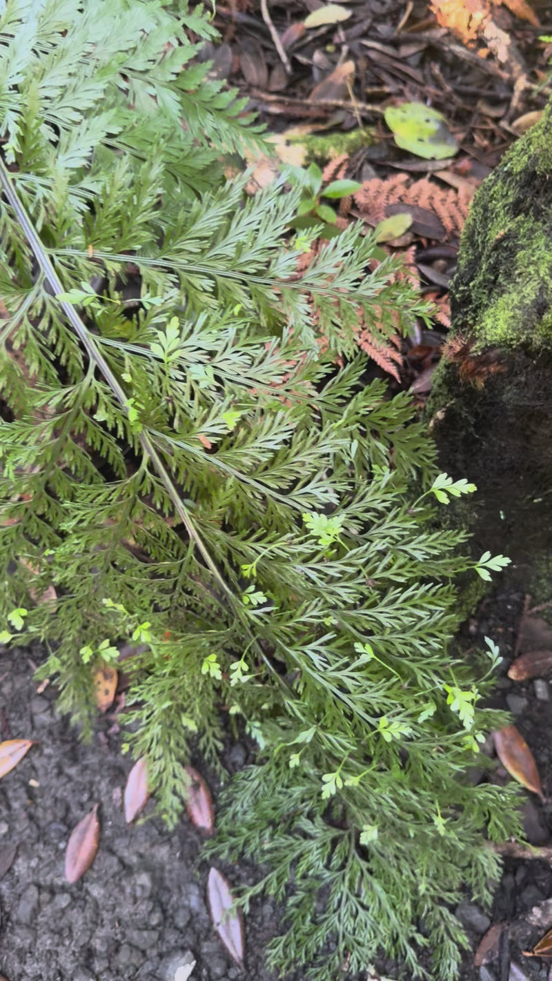Hen and Chickens Fern growing in the New Zealand bush
