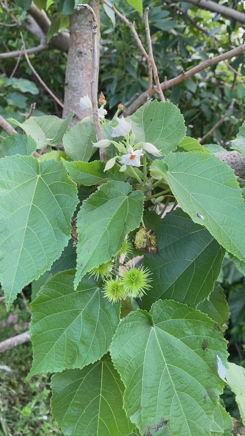 Whau growing in the New Zealand bush