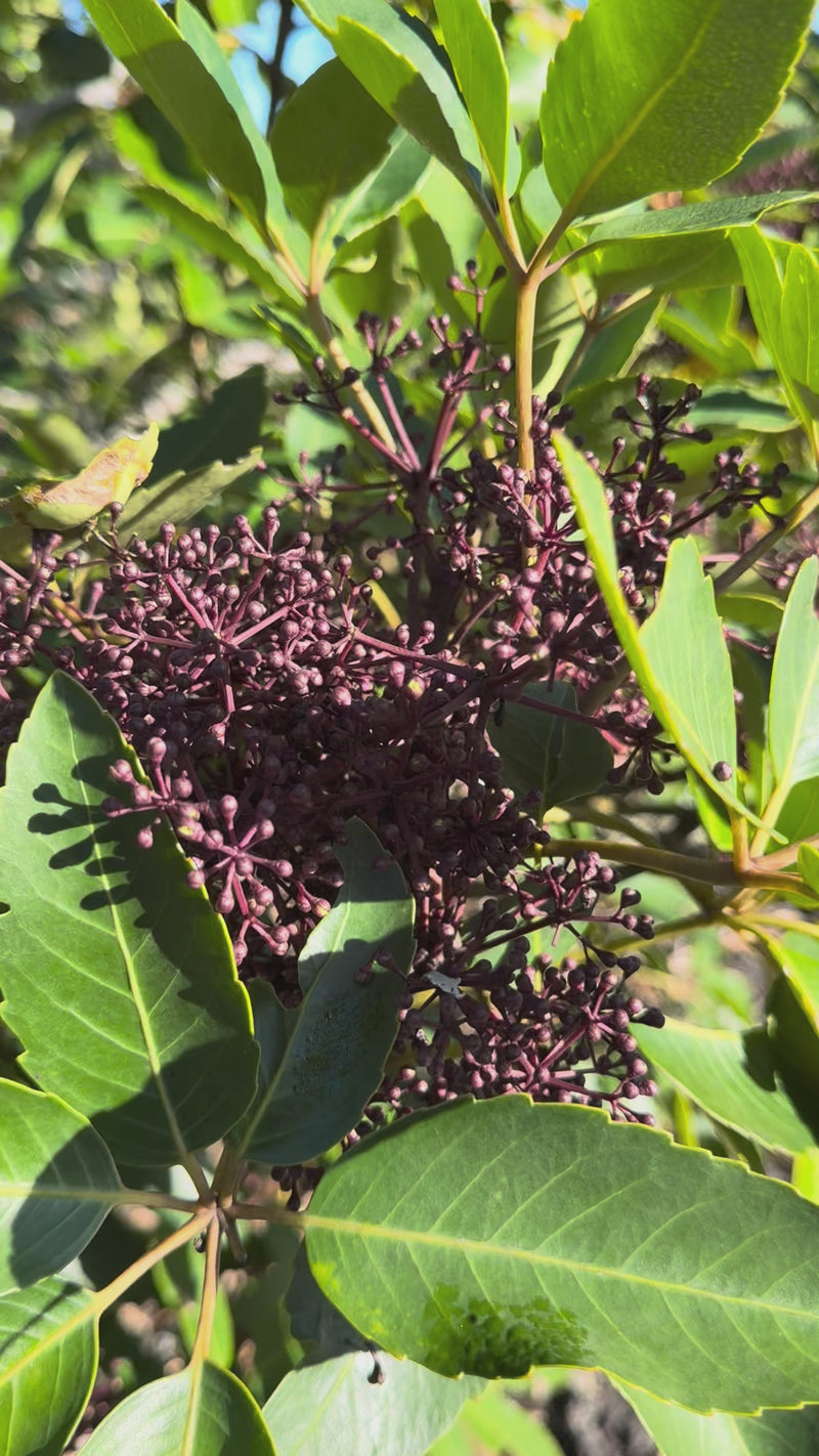 Five Finger growing in the New Zealand bush