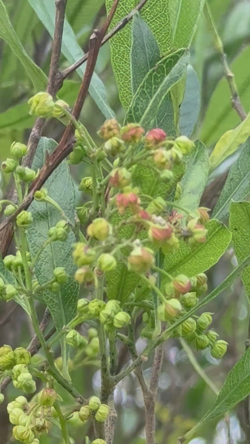 Akeake (Dodonaea viscosa) growing in New Zealand, video